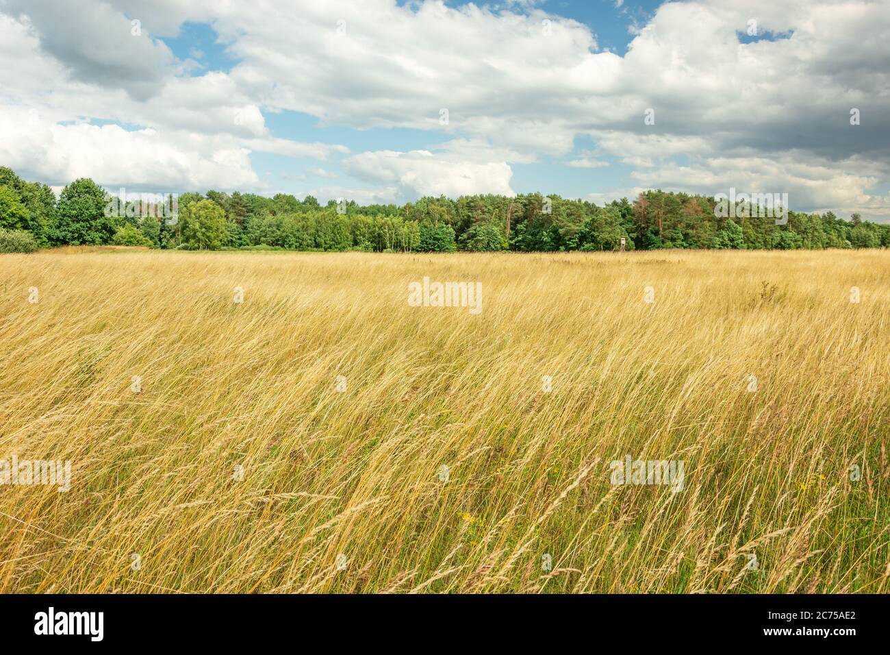 Yellow tall grasses in the meadow, green forest and bright sky Stock Photo