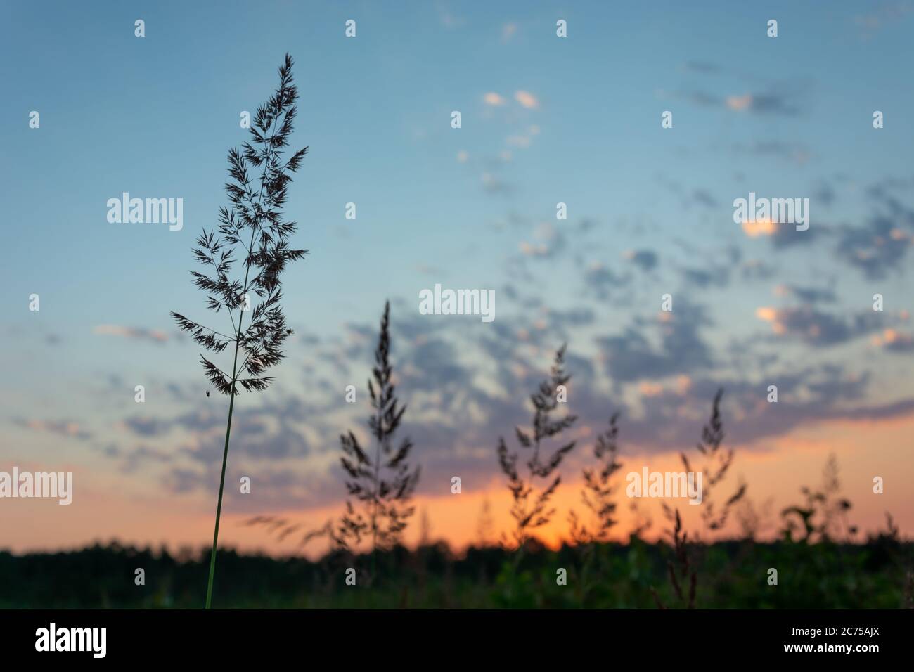 Wild high grass during sunset, summer evening view Stock Photo