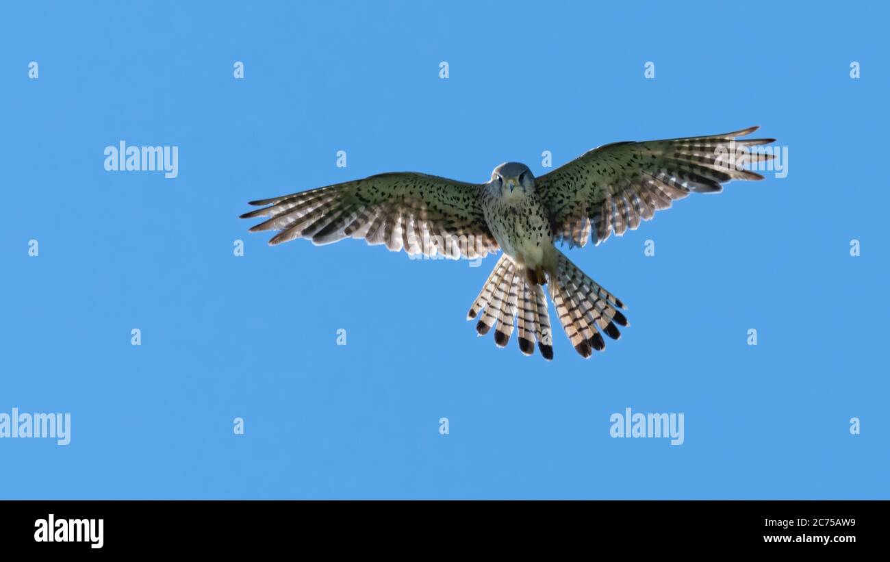 bird, fliegender, himmel, fliege, fliegen, blau, natur, flügel, wild lebende tiere Stock Photo