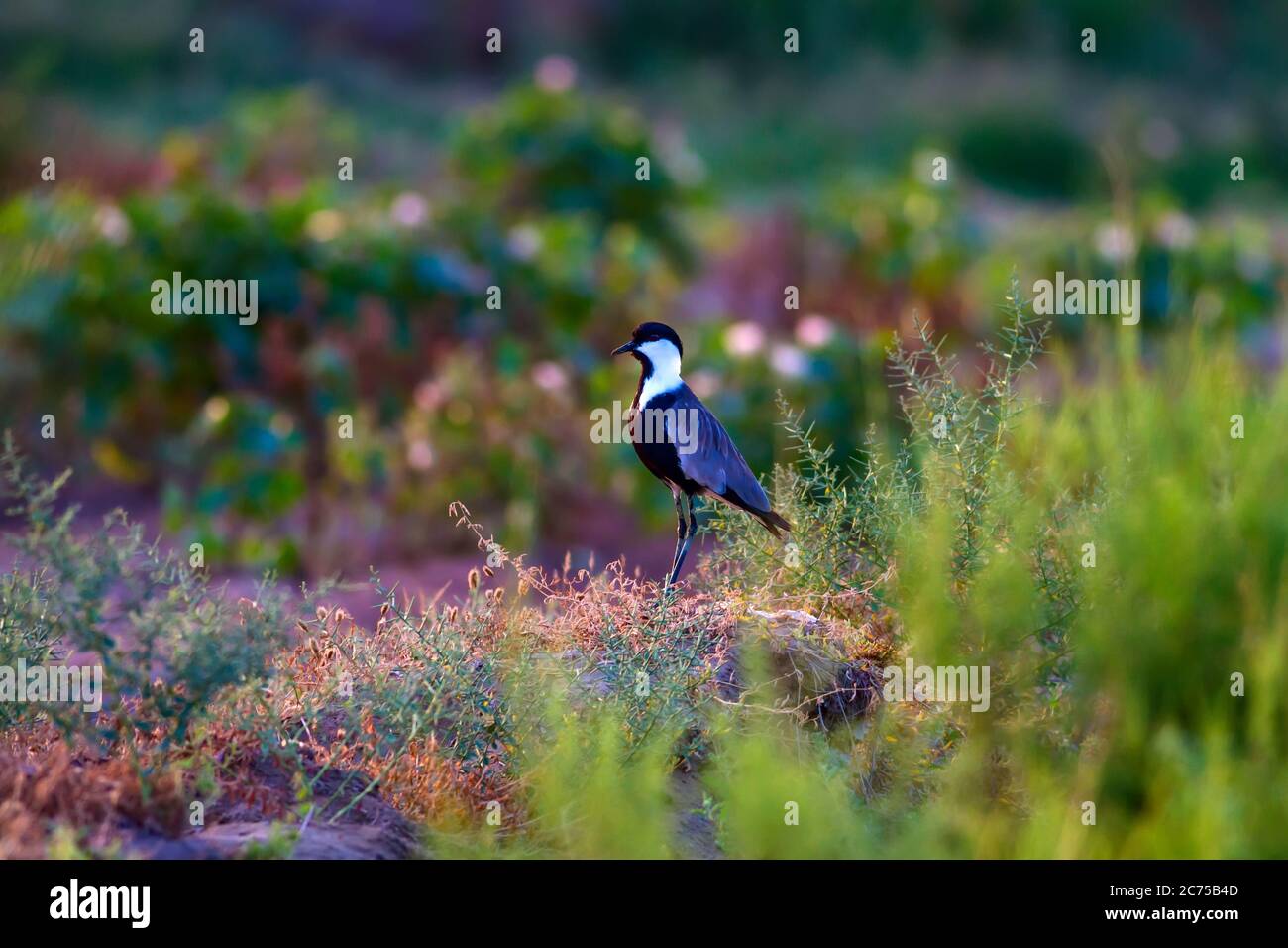 Nature and bird. Spur winged Lapwing. Bird: Spur winged Lapwing ...