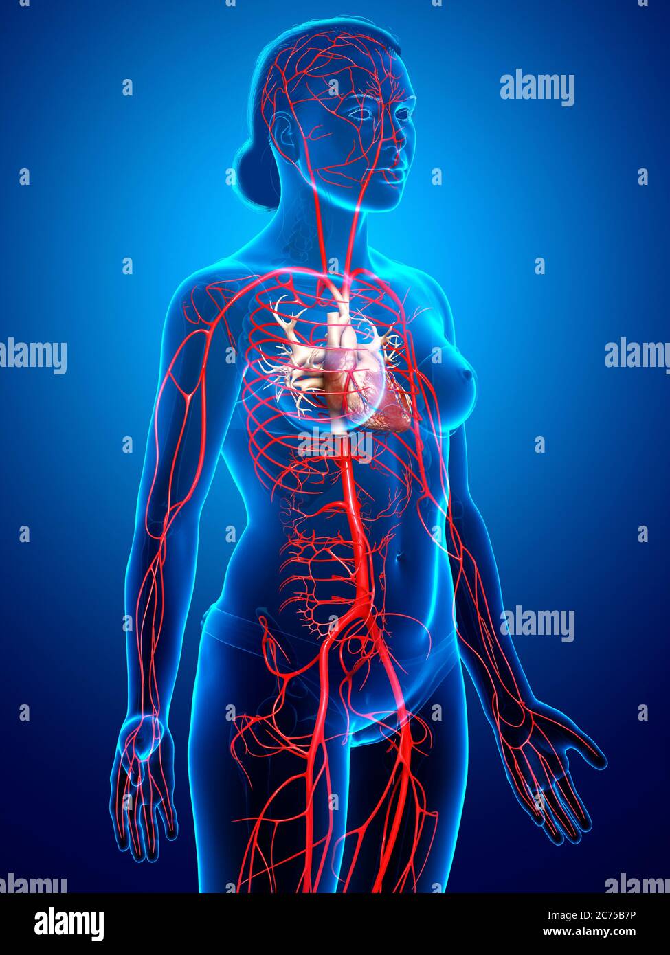 3d rendered medically accurate illustration of Female arteries Stock Photo