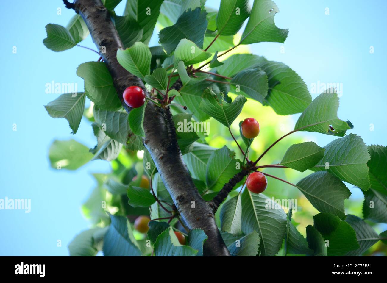 Cherry growing on the tree at New Zealand. Stock Photo