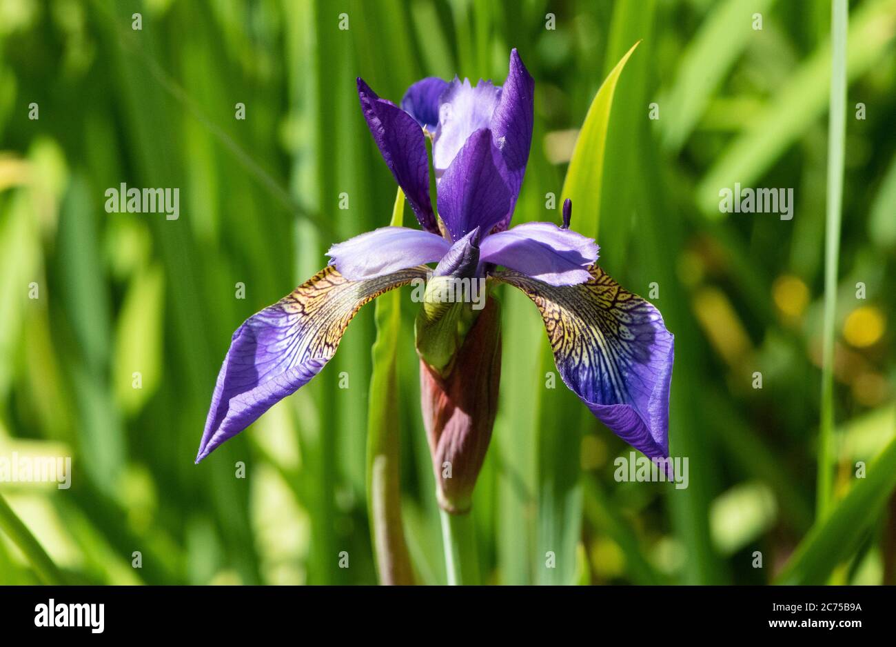 Northern blue flag iris, Chipping, Preston, Lancashire, UK Stock Photo