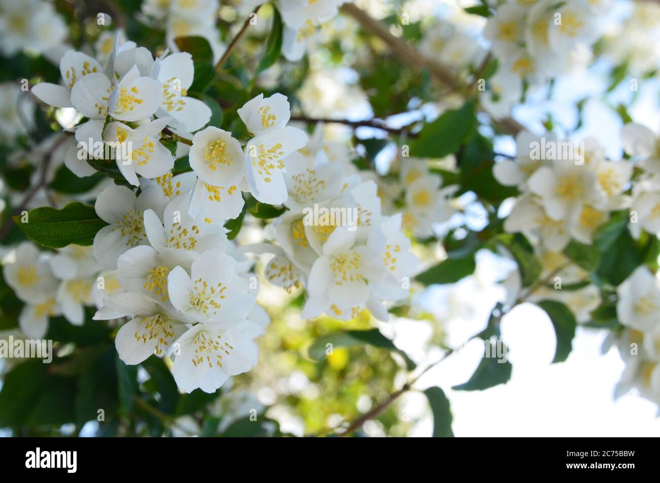 Jasmine flowers are a symbol of feminine sweetness, kindness and beauty