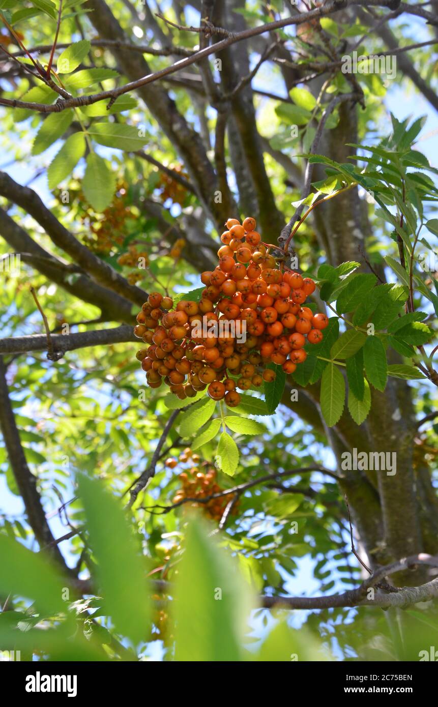 Sorbus aucuparia, commonly called rowan and mountain-ash, is a species of deciduous tree or shrub in the rose family. Stock Photo