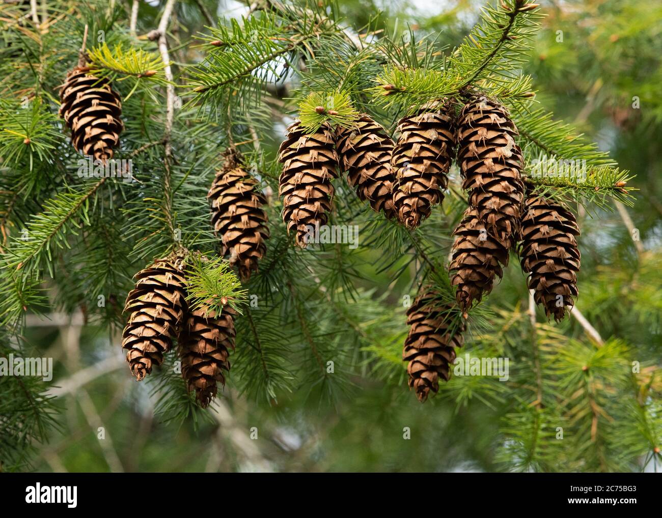 Pine cones on a Douglas fir tree, Chipping, Preston, Lancashire, UK Stock Photo