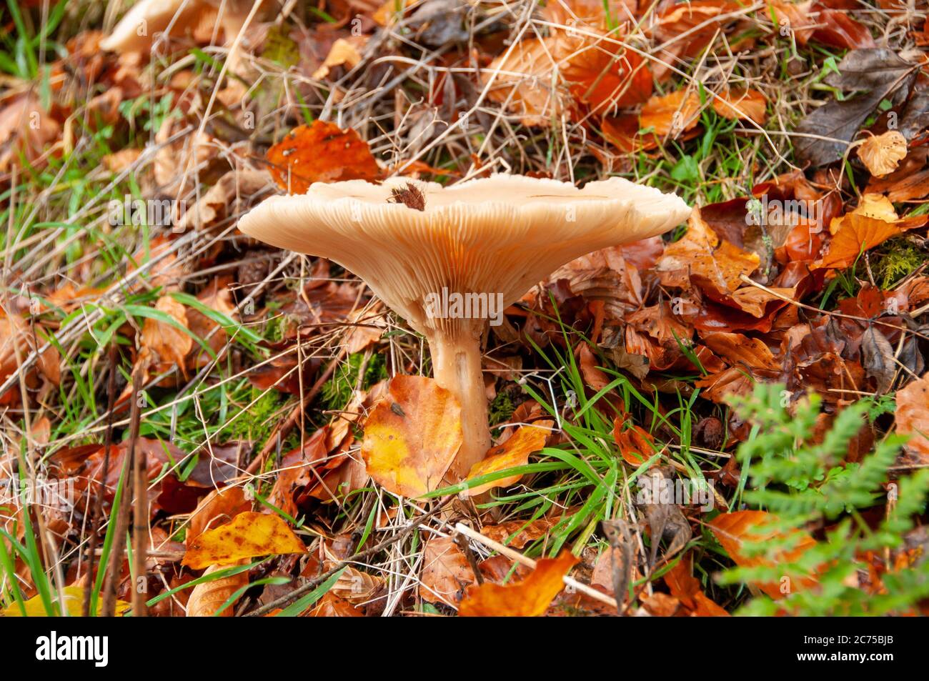 Tawny funnel cap toadstool and autumn leaves, Whitewell, Clitheroe, Lancashire, England, United Kingdom. Stock Photo