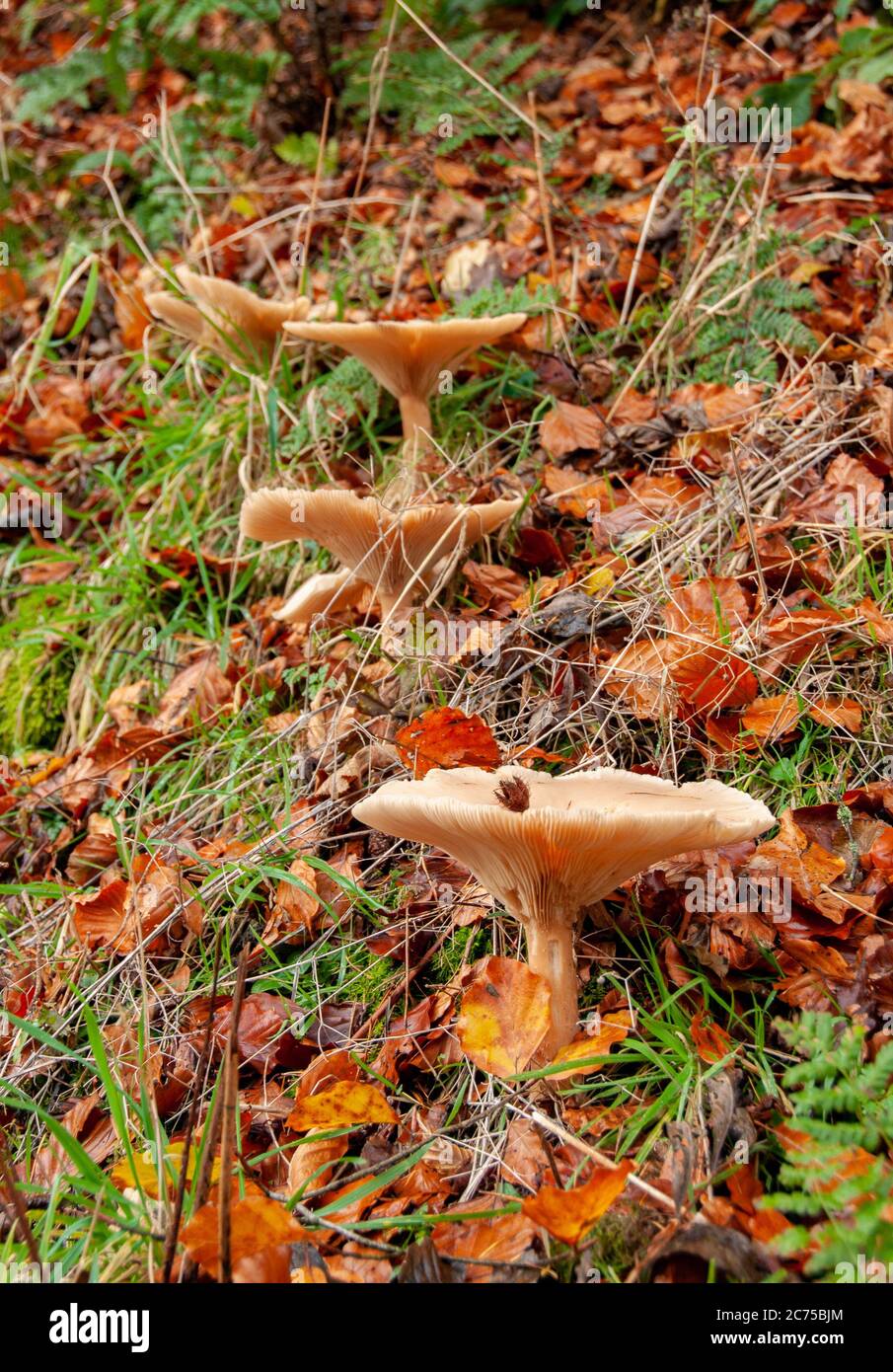 Tawny funnel cap toadstool and autumn leaves, Whitewell, Clitheroe, Lancashire, England, United Kingdom. Stock Photo