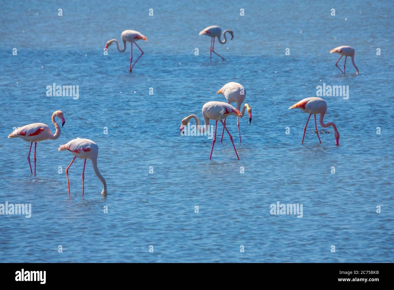 Flamingos family at the sea in Kuş Cenneti (Bird Paradise) Stock Photo