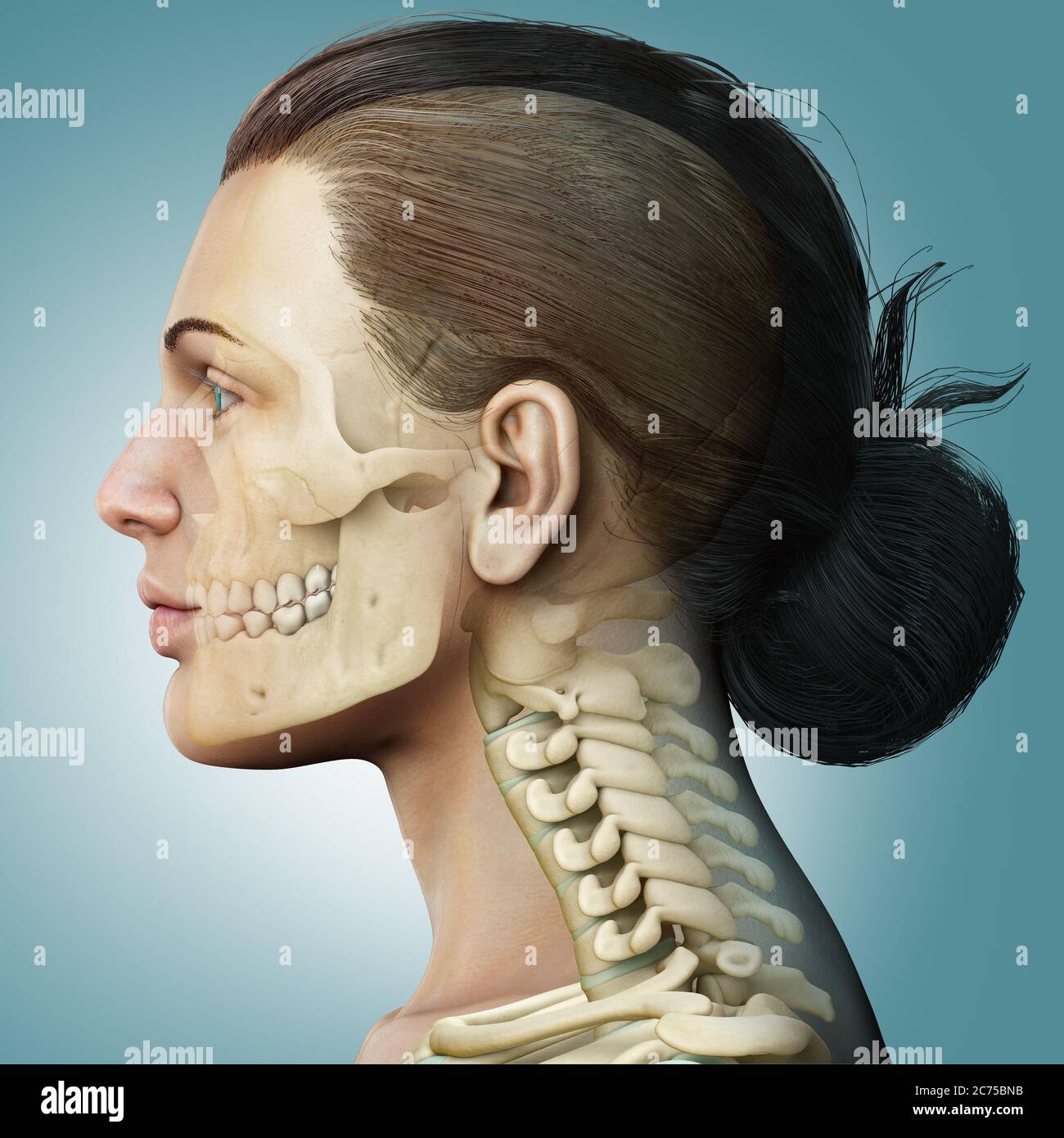 3d rendered, medically accurate illustration of a female scull and neck anatomy Stock Photo