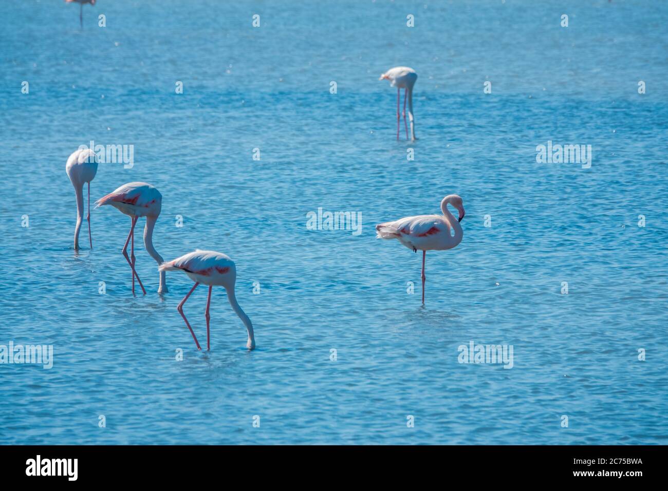 Flamingos family at the sea in Kuş Cenneti (Bird Paradise) Stock Photo
