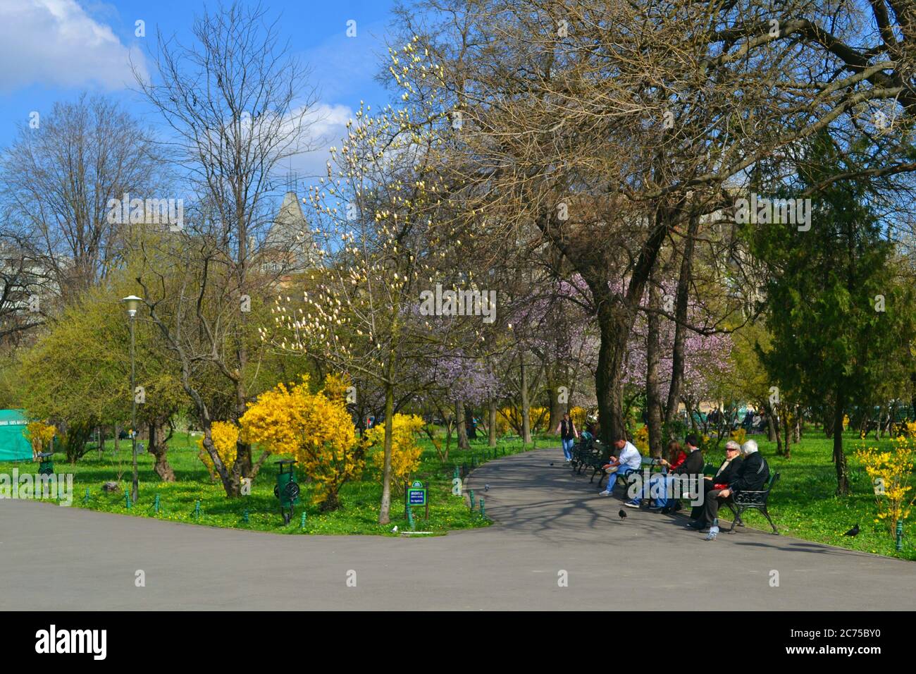 Blossoming trees in spring, Cismigiu park, Bucharest, Romania Stock ...