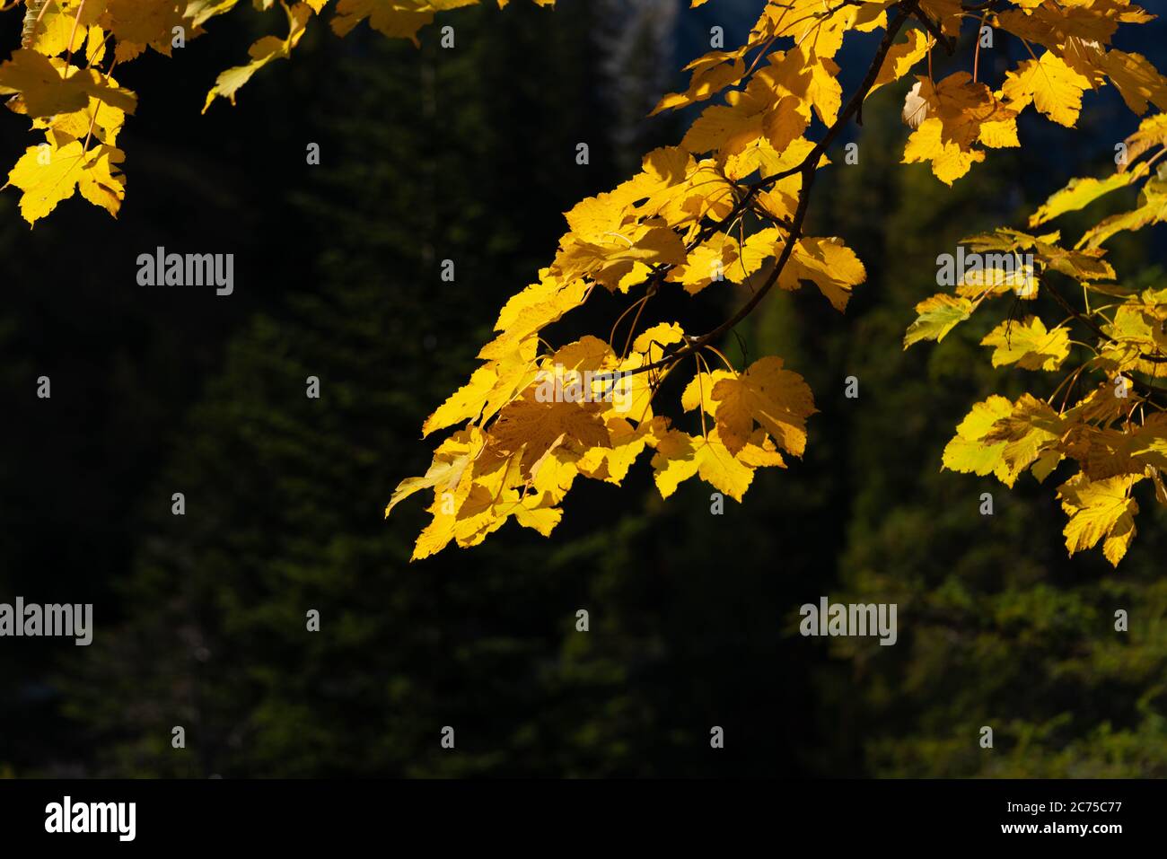 Autumn in the Karwendel mountains, tirol, Austria Stock Photo