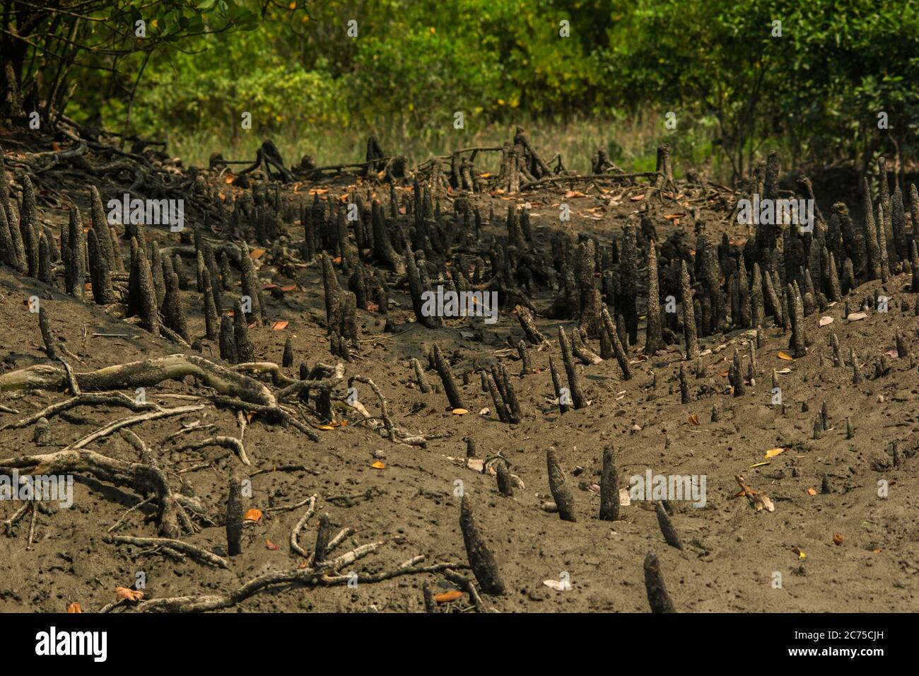 Sundari tree hi-res stock photography and images - Alamy
