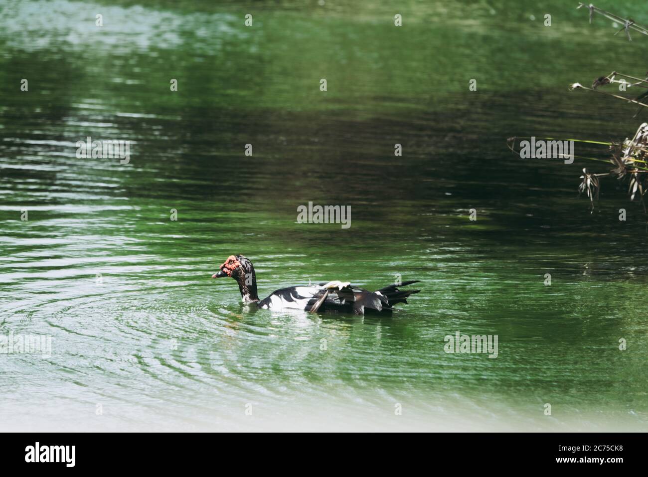 Muscovy duck Cairina moschata swims in a pond in National park Turkey Stock Photo