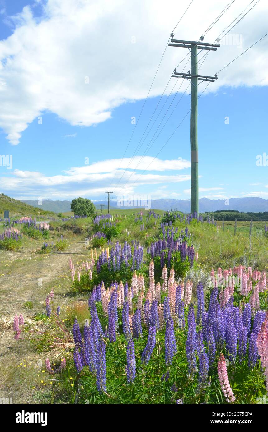 New zealand lupins hires stock photography and images Alamy