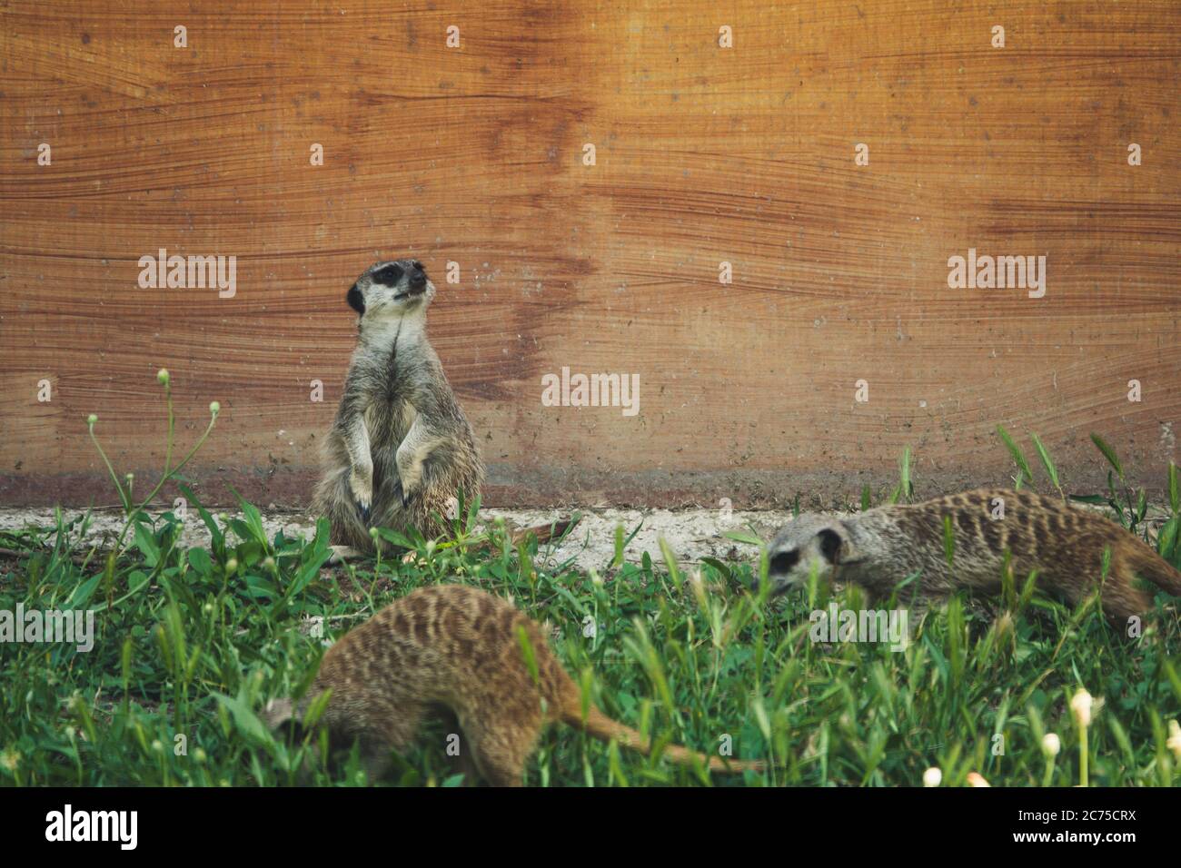 Meerkats watching around for safety and warning on ground. Stock Photo