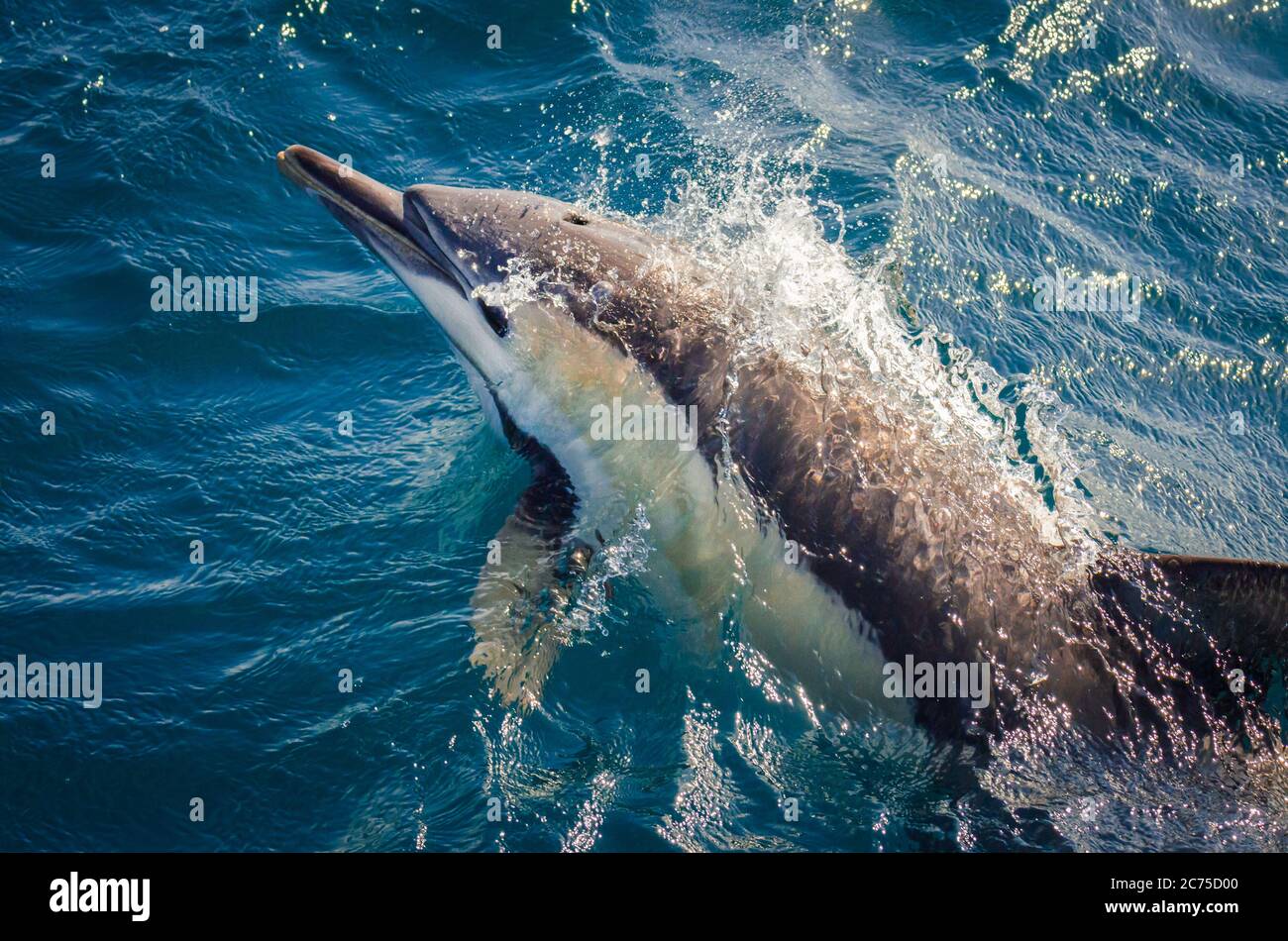 A Common Dolphin bow-rides alongside a whale watching vessel off the cost of Port Stephens in New South Wales, Australia. Stock Photo