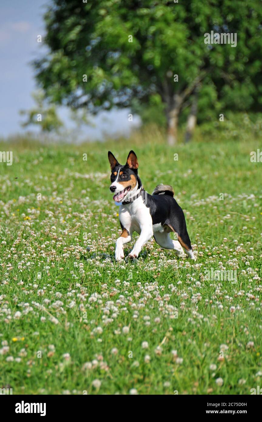 tricolor basenji dog running outside on green grass Stock Photo