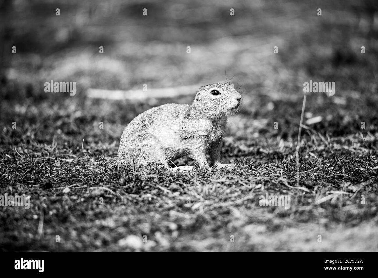 European ground squirrel, Spermophilus citellus, aka European souslik. Small cute rodent in natural habitat. Black and white image. Stock Photo