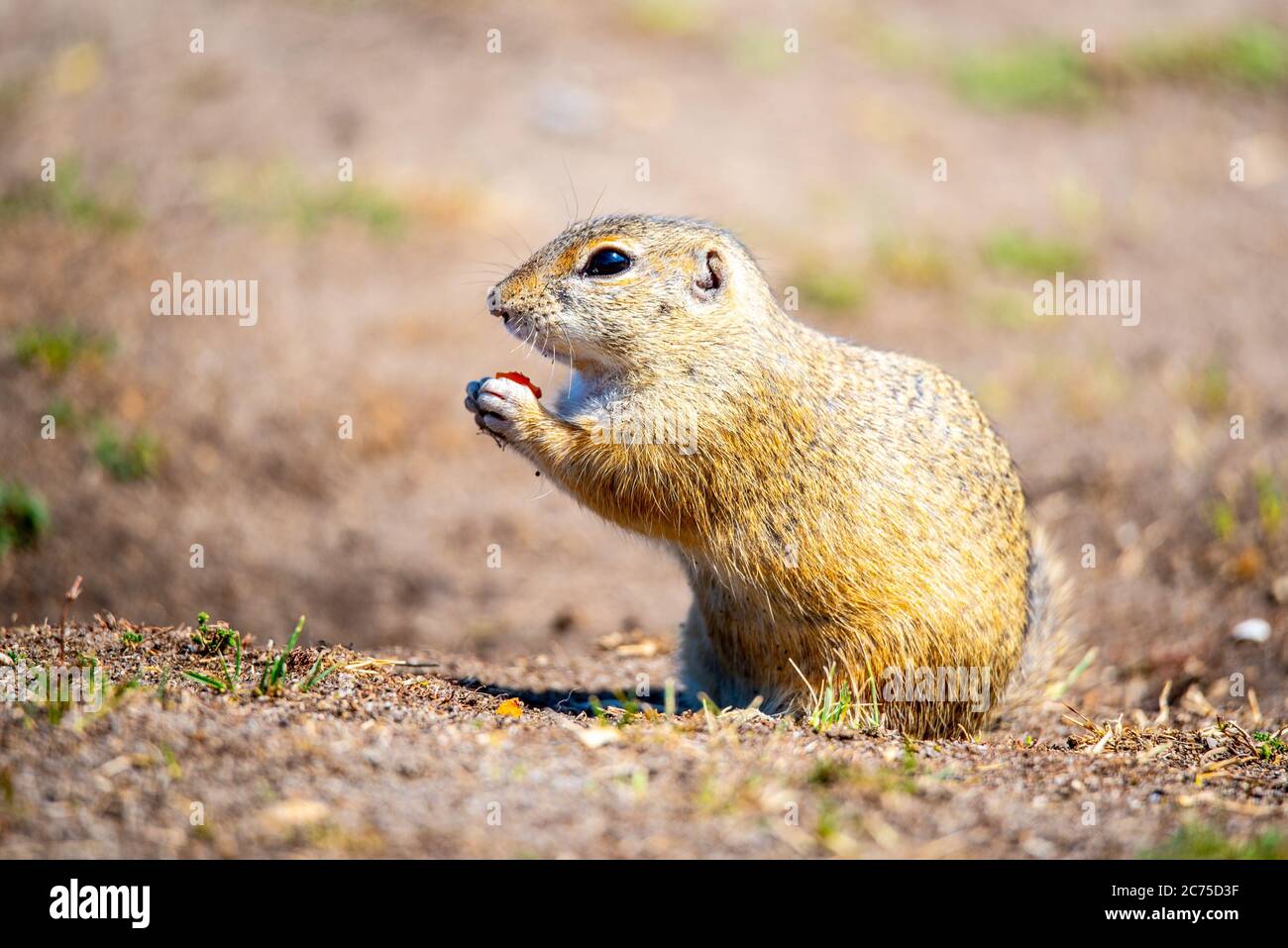 European ground squirrel, Spermophilus citellus, aka European souslik. Small cute rodent in natural habitat. Stock Photo