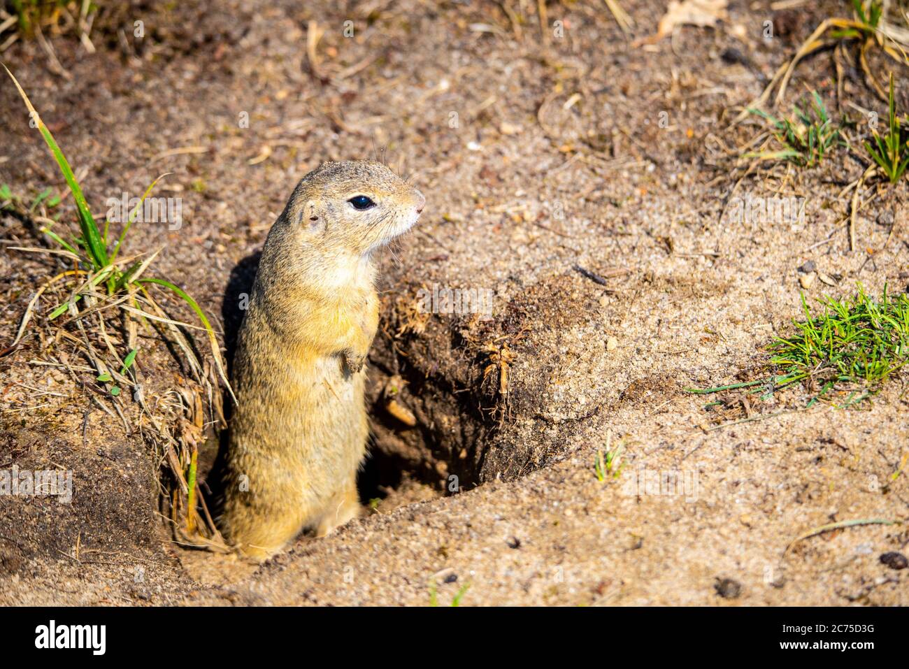 European ground squirrel, Spermophilus citellus, aka European souslik. Small rodent hidden in the burrow. Stock Photo