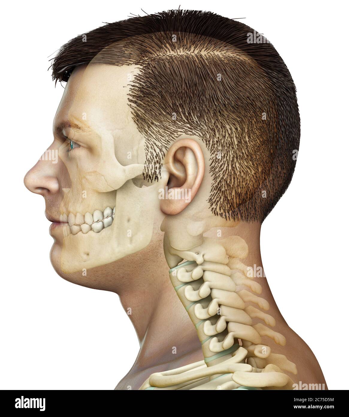 3d rendered, medically accurate illustration of a male scull and neck anatomy Stock Photo