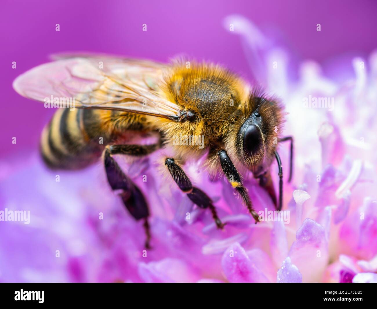 Honey Bee Insect Pollinating Clover Flower Stock Photo