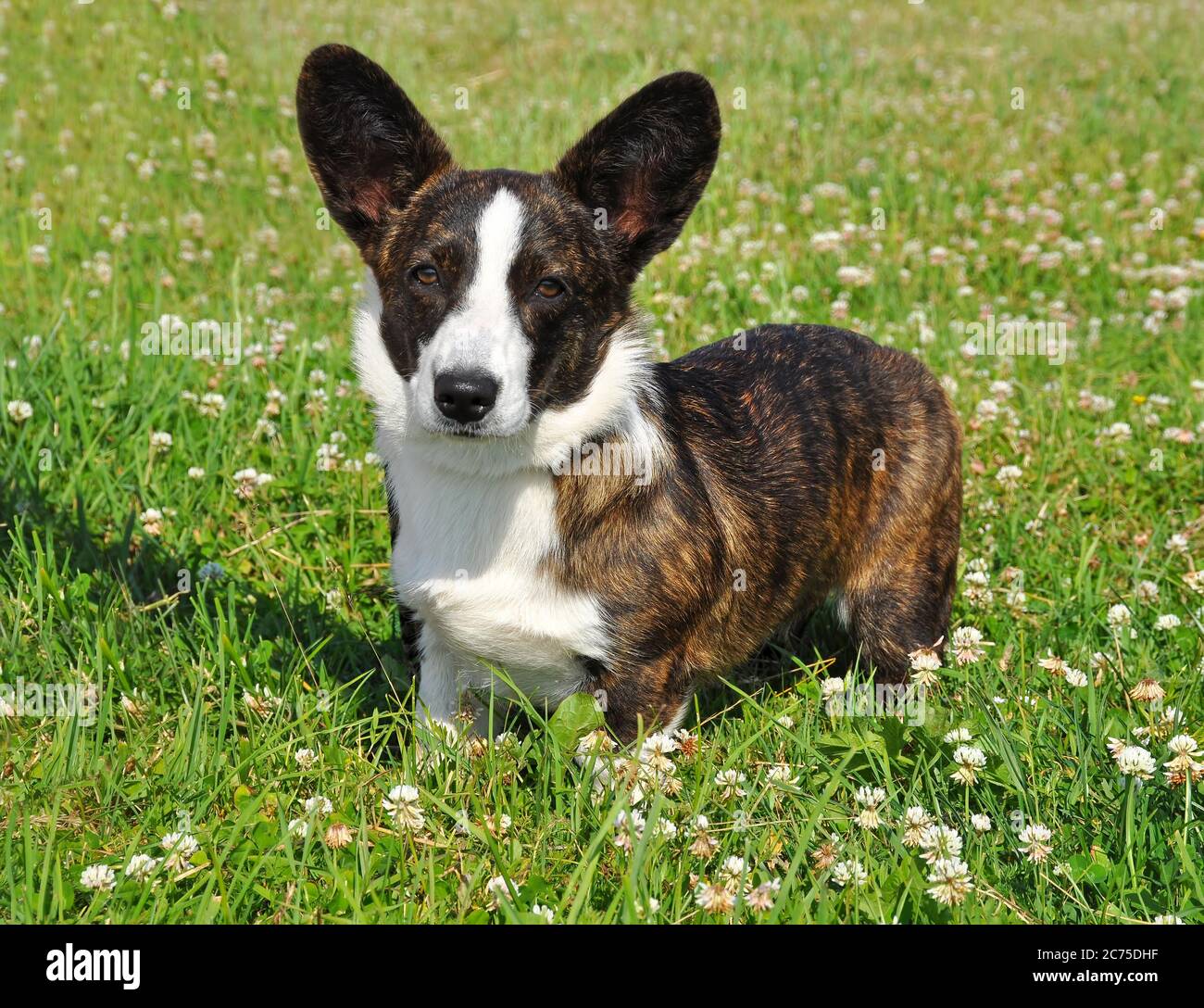 Welsh Cardigan Corgi dog on the grass Stock Photo