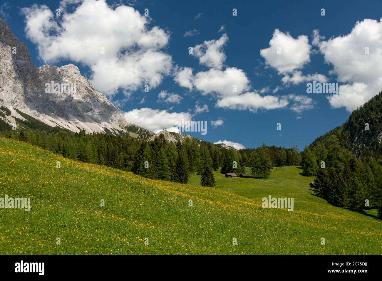 Meadows in spring at the foot of the Zugspitze, Ehrwald, Tirol, Austria Stock Photo