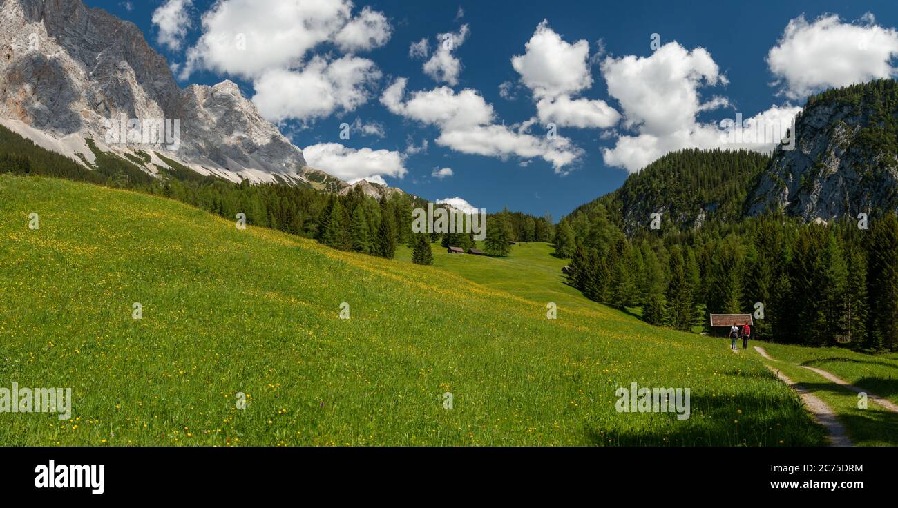 Hikers through meadows in spring at the foot of the Zugspitze, Ehrwald, Tirol, Austria Stock Photo
