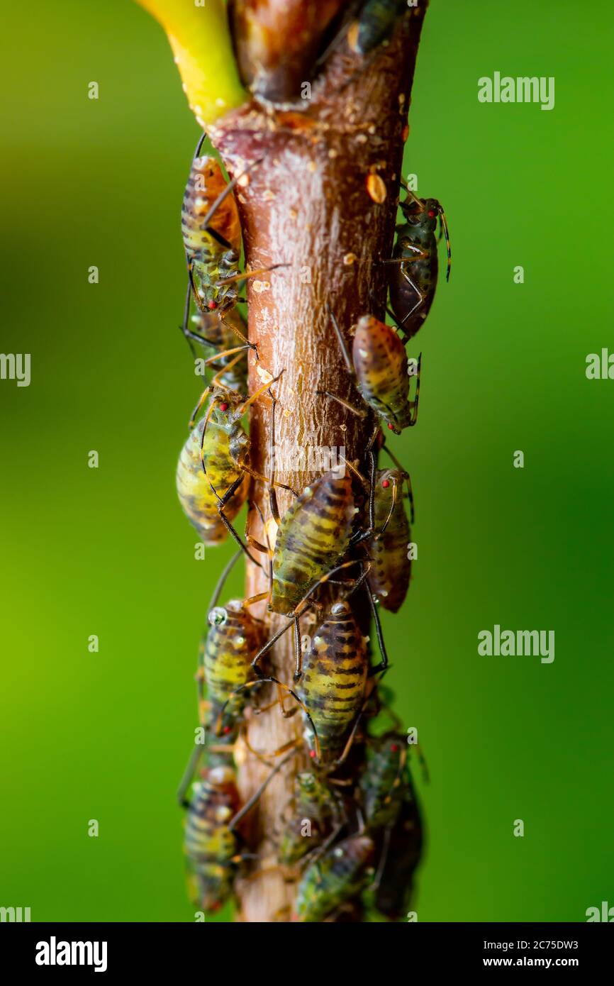 Green Fly or Aphid Insect Colony on Twig on Green Background Macro Stock Photo