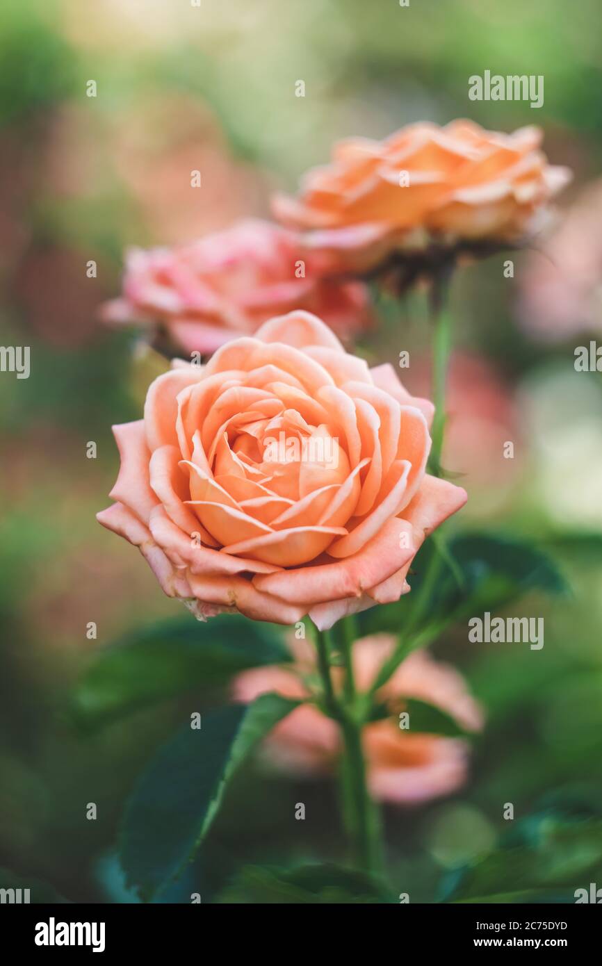 Shrub roses in the garden, colorful nature background. Floral wallpaper. Selective focus. Rose bush, pink flowers in the summer. Beautiful bokeh Stock Photo
