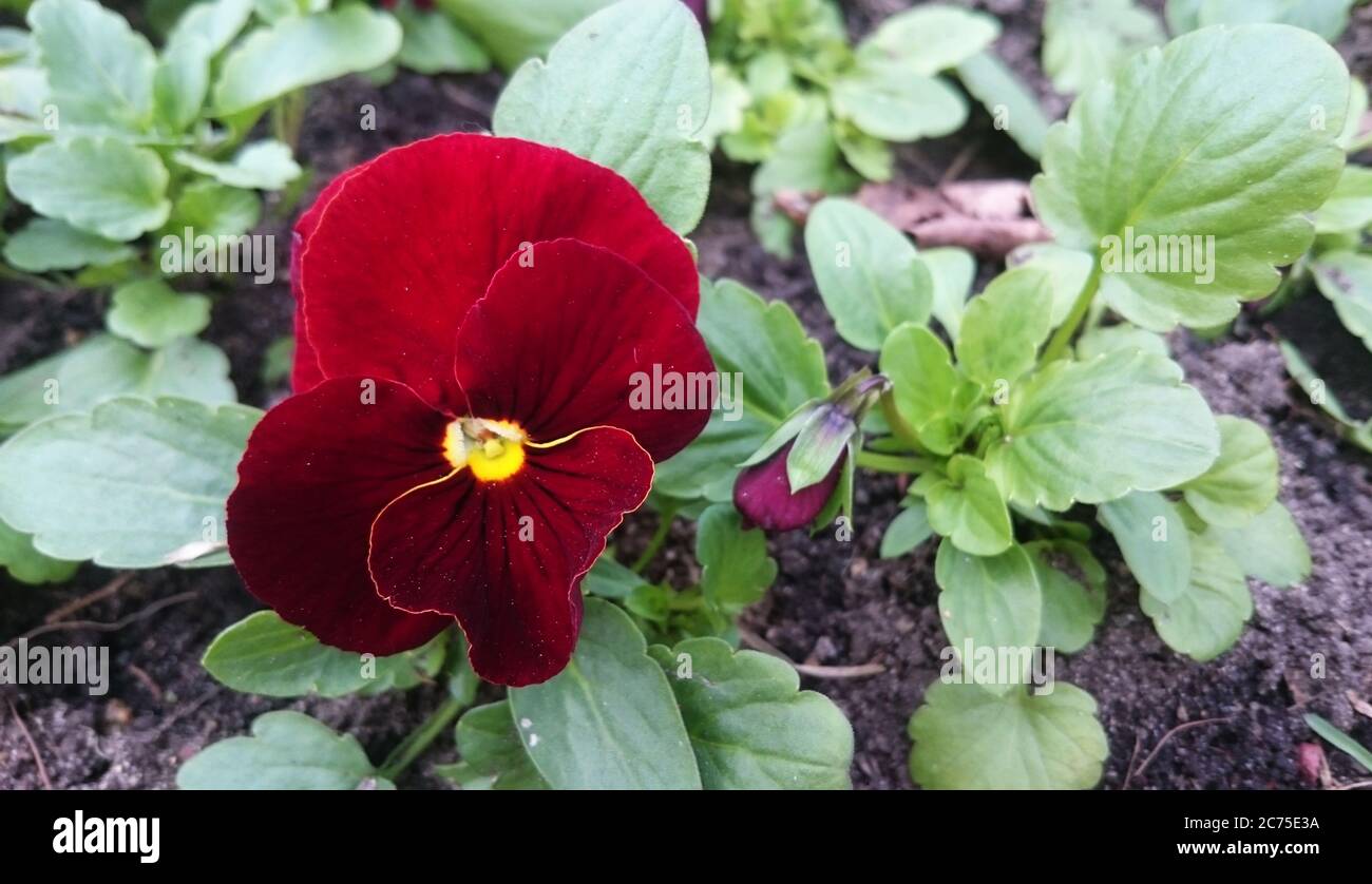 Dark red and yellow pansy flowers 'Red' Stock Photo Alamy