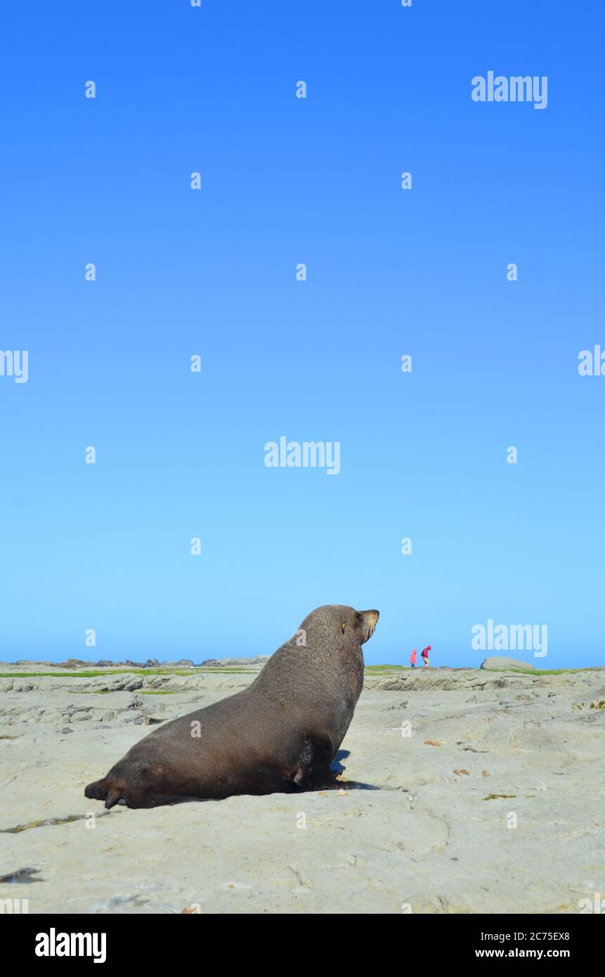 Kaikoura beach hi-res stock photography and images - Alamy
