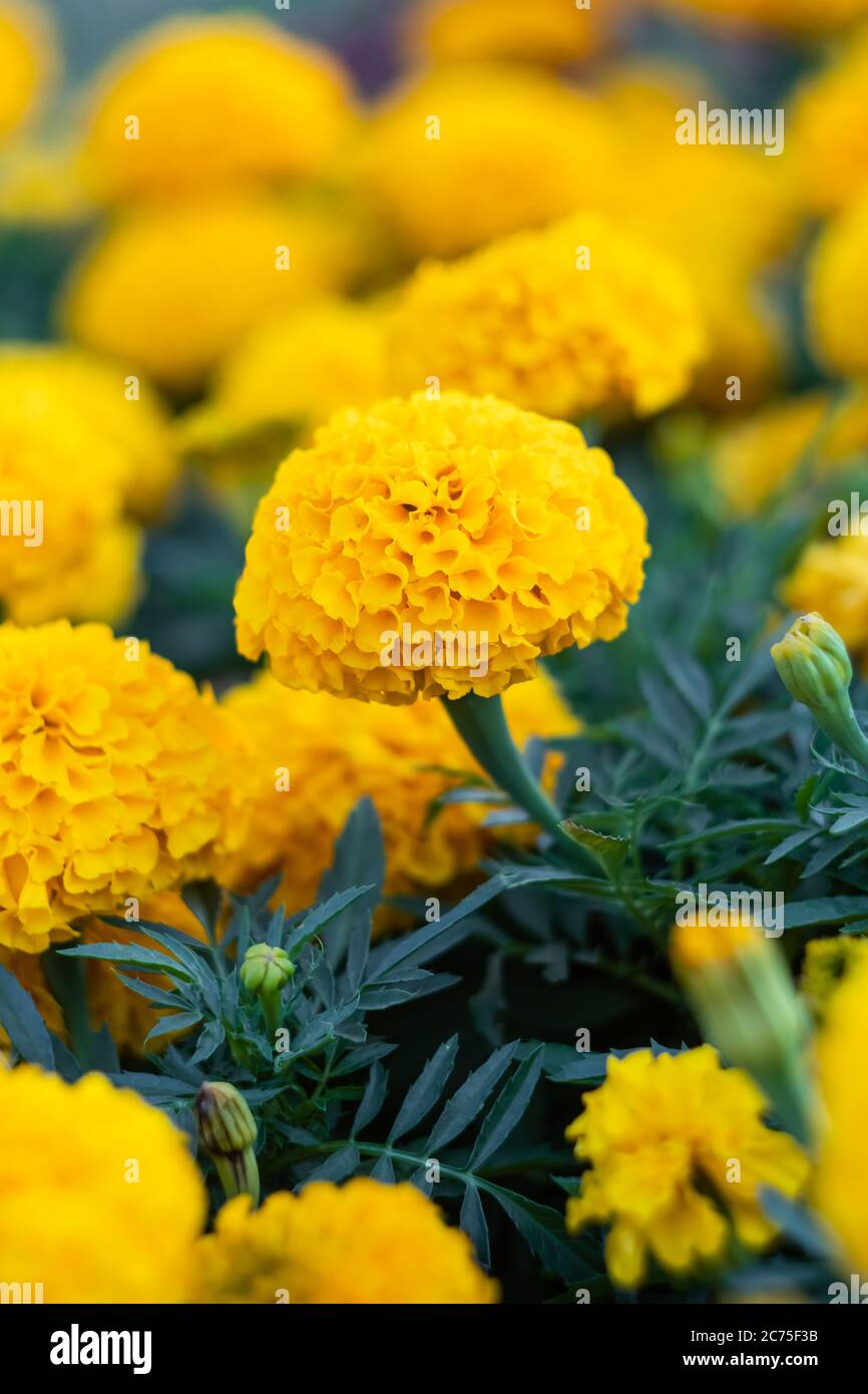 Field of marigolds, bright yellow flowers in the garden. Mexican marigold. Floral wallpaper, nature backgrounds. Tagetes erecta, African calendula fro Stock Photo