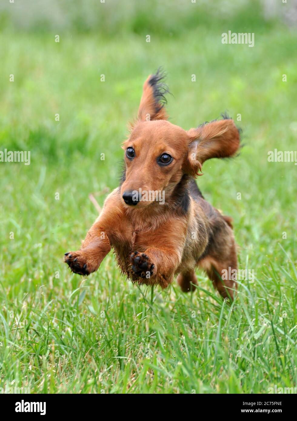Sausage top dog running
