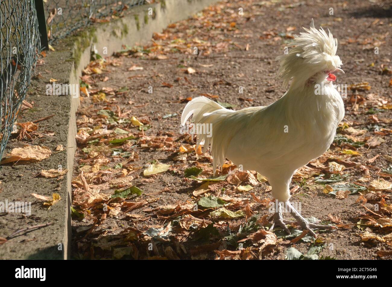 Polish chickens are bred primarily as a show bird, but were originally productive egg layers. Stock Photo