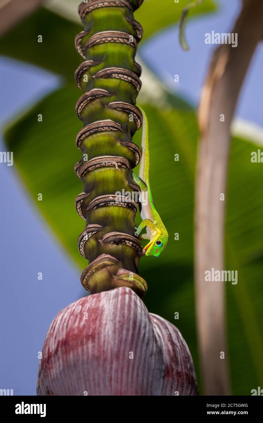 Gold dust day gecko (Phelsuma laticauda) licking a banana tree flower, Nosy Komba, Madagascar Stock Photo