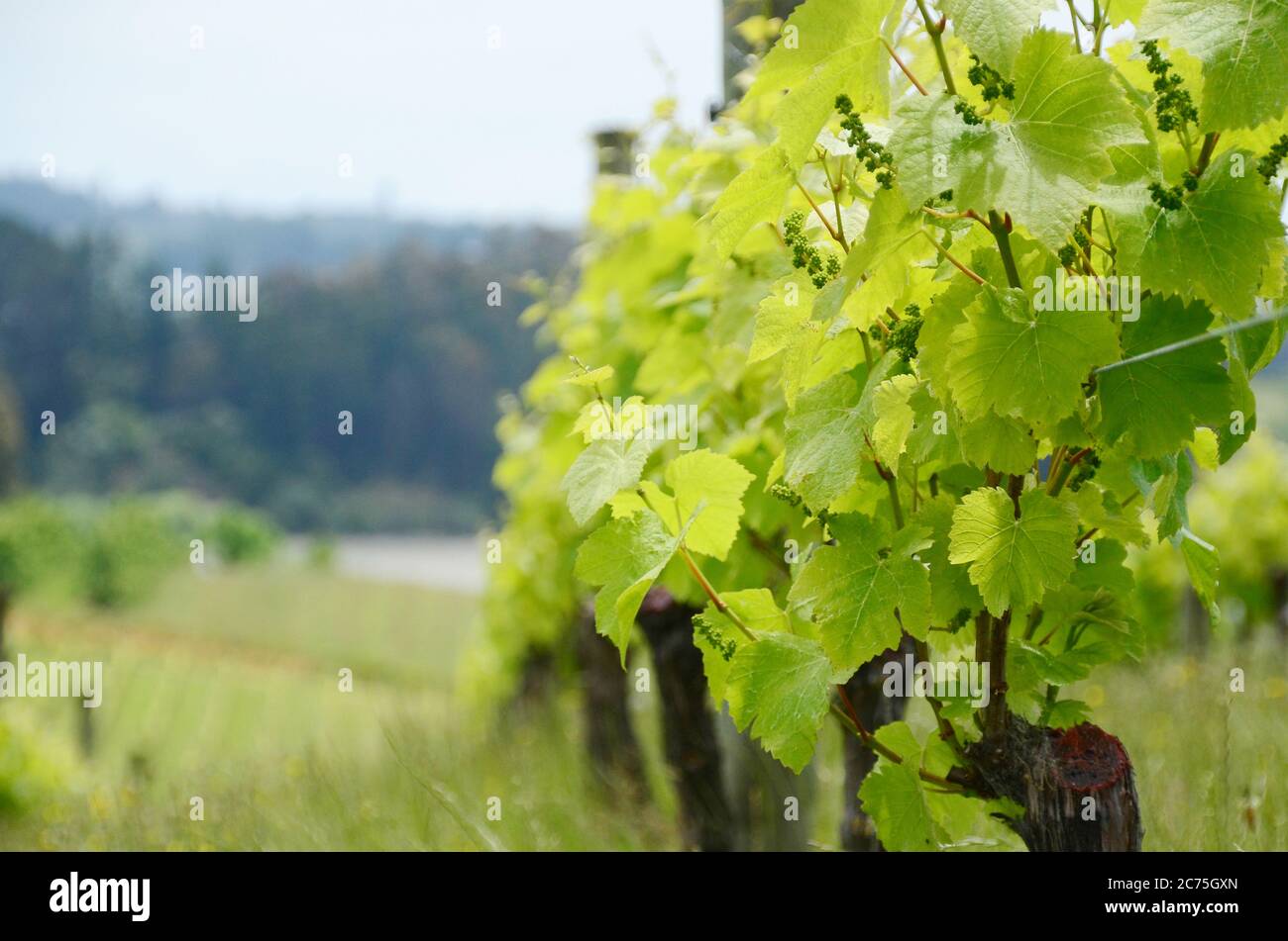 Beautiful Grapes tree with small grapes around the plant. Stock Photo