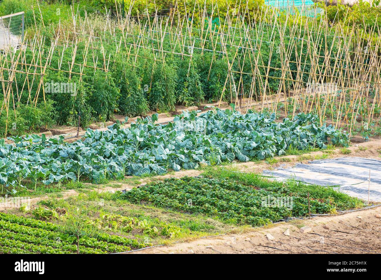 Subsistence agriculture for environmentally friendly grow. Ecological production background. Empty copy space for Editor's text. Stock Photo