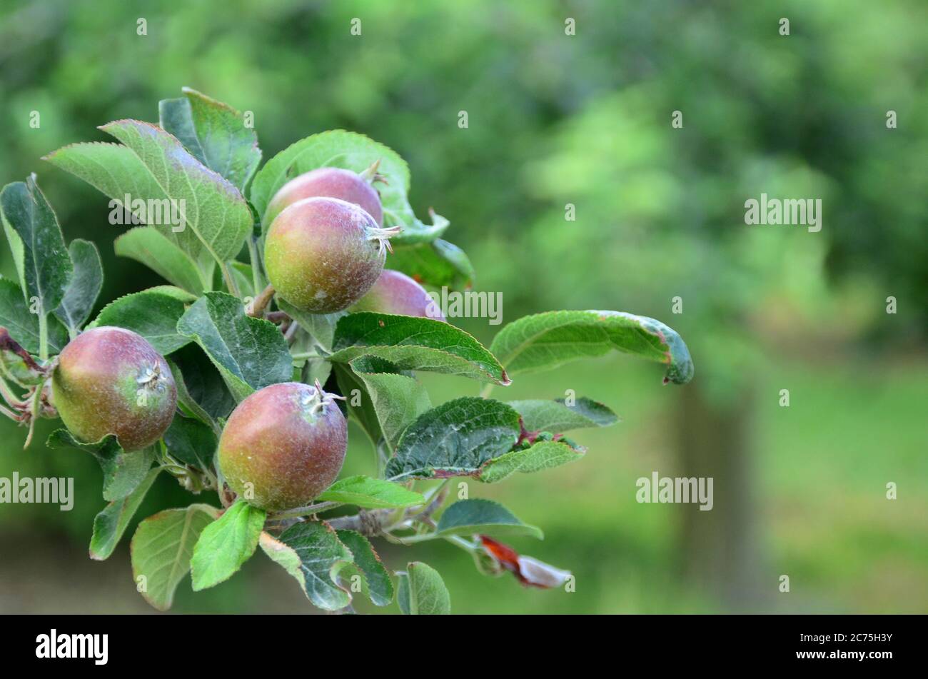 Apple in the apple orchard. An apple is an edible fruit produced by an