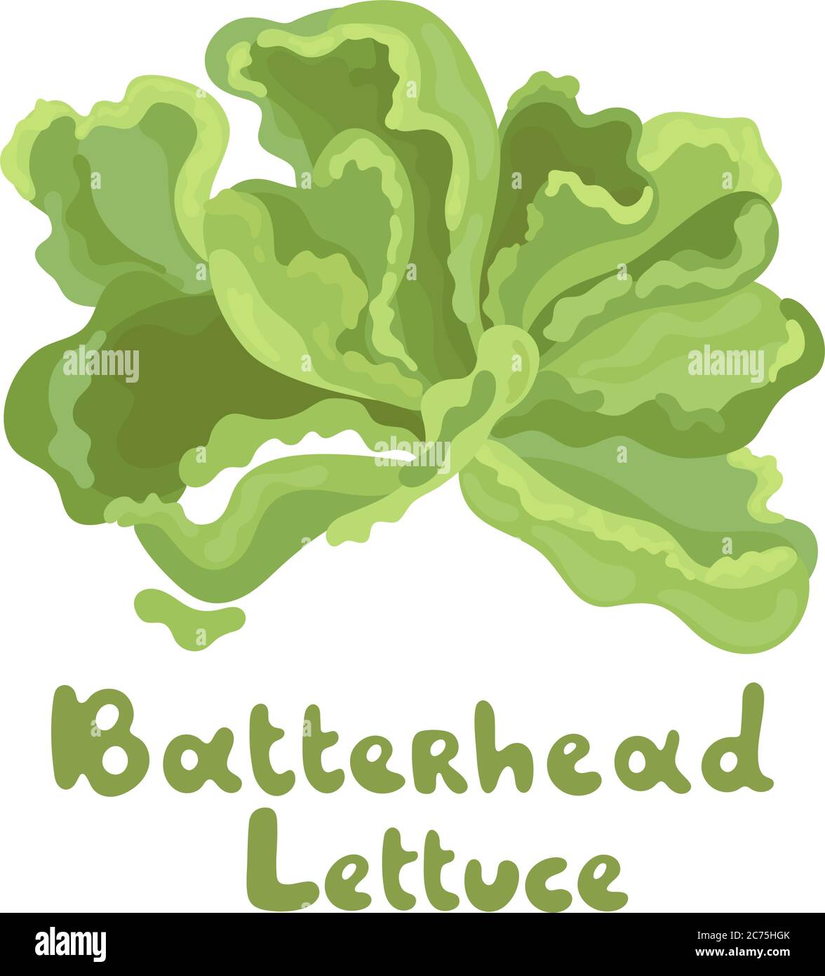 Butterhead vector icon. Cartoon vector image isolated on white