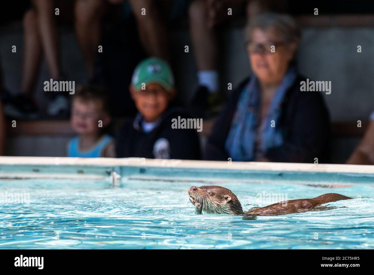 European Otter swimming in the swimming pool Stock Photo