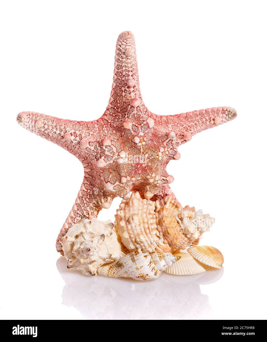 An interesting composition of seashells and starfish on a white background. Stock Photo