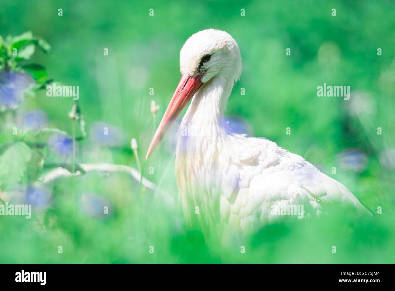 White stork flying in the meadow Stock Photo