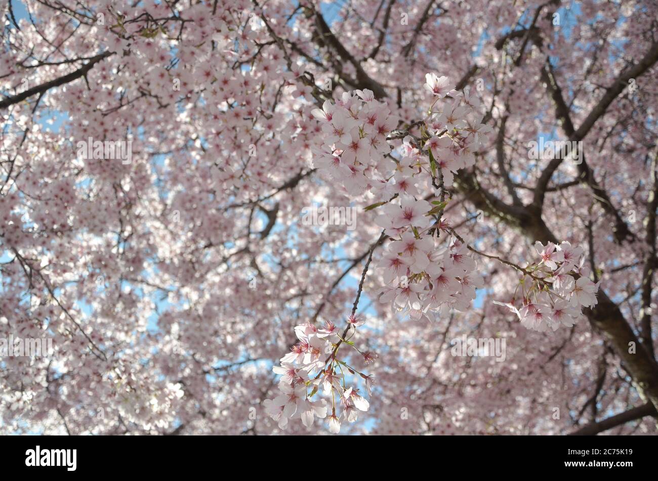 September Spring Nz Palmerston north new zealand hi-res stock photography and images - Alamy