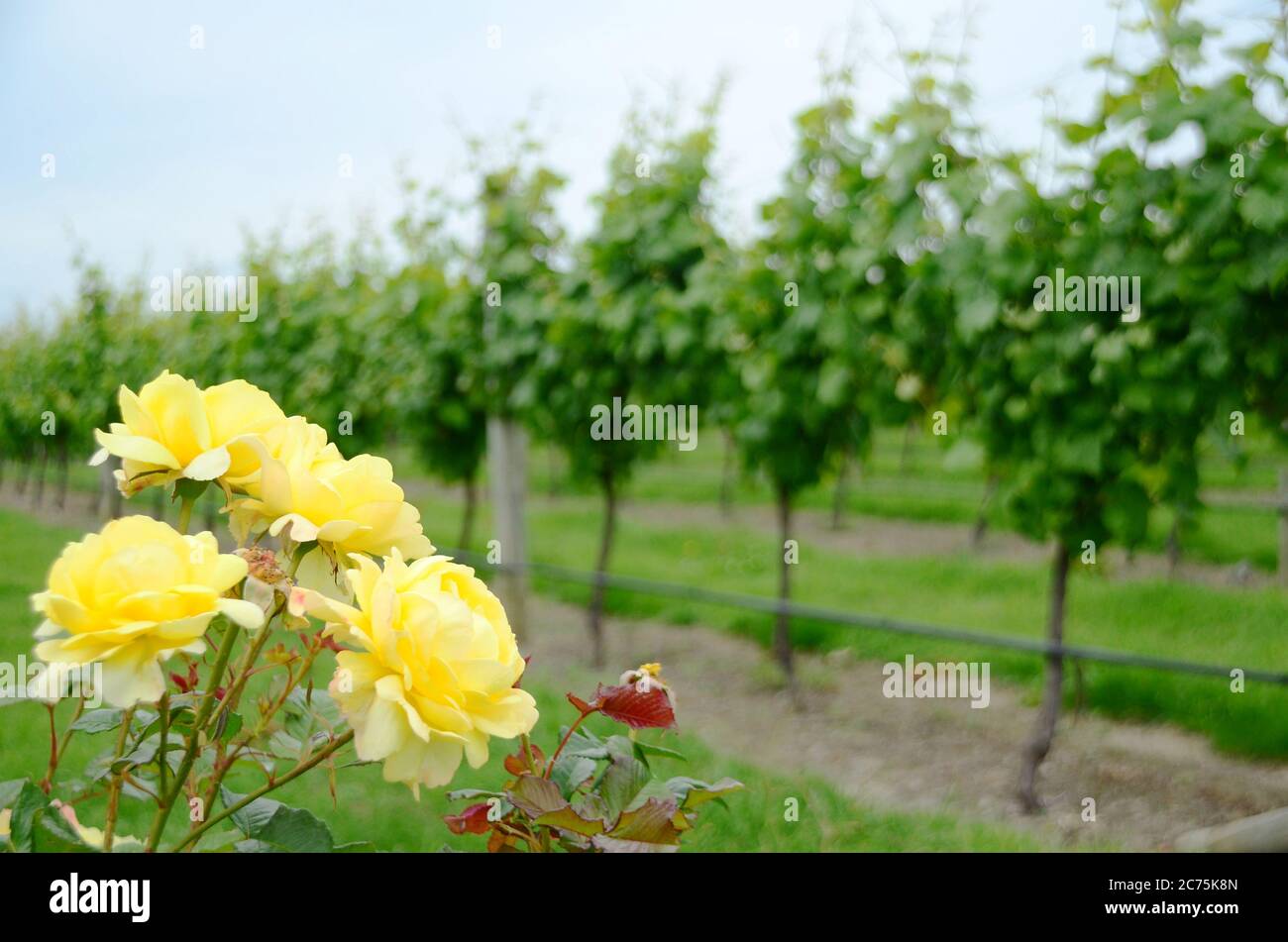 New Zealand vineyard with roses - perfect formation of green grapevines ...