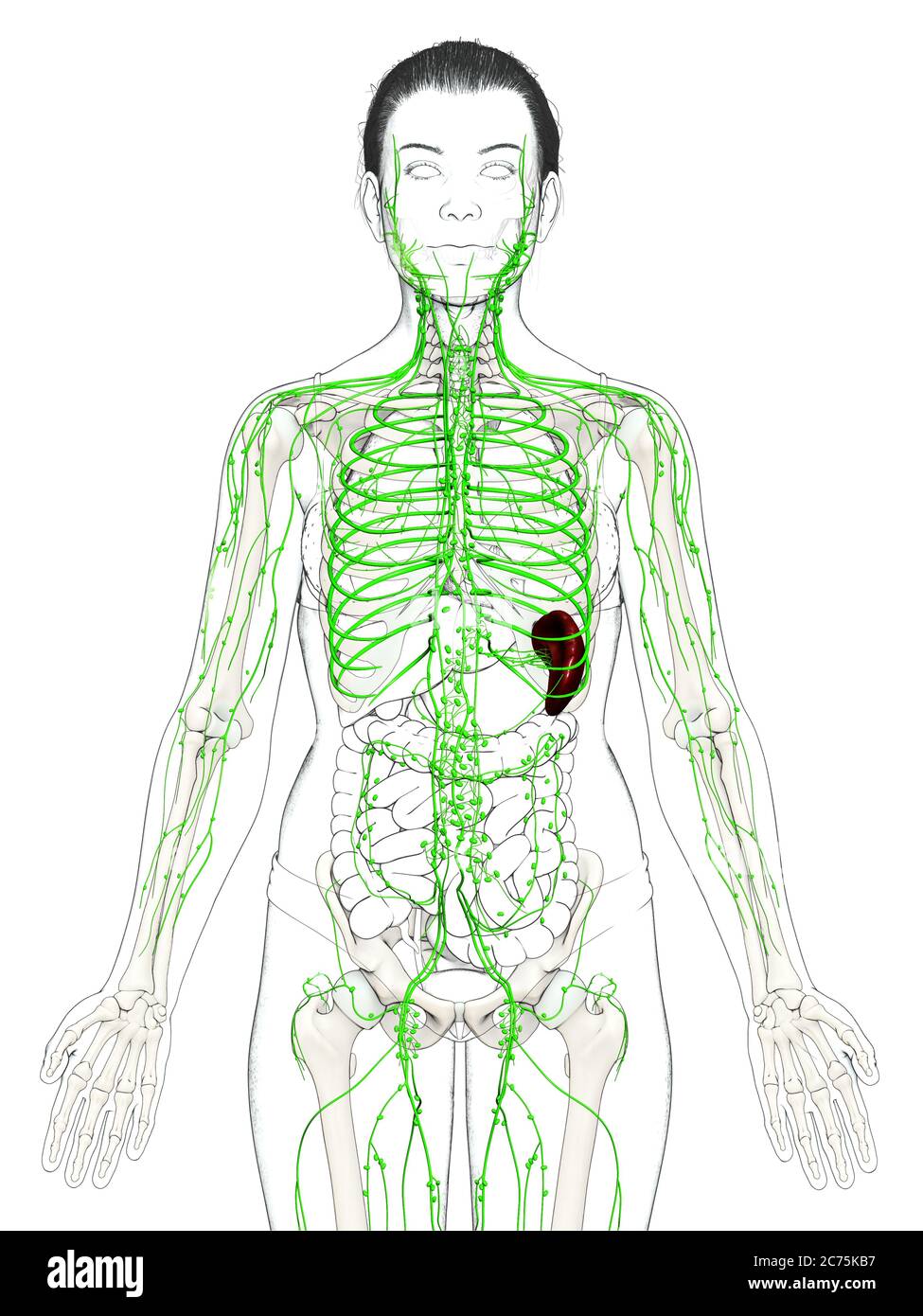 3d rendered medically accurate illustration of a female lymphatic ...