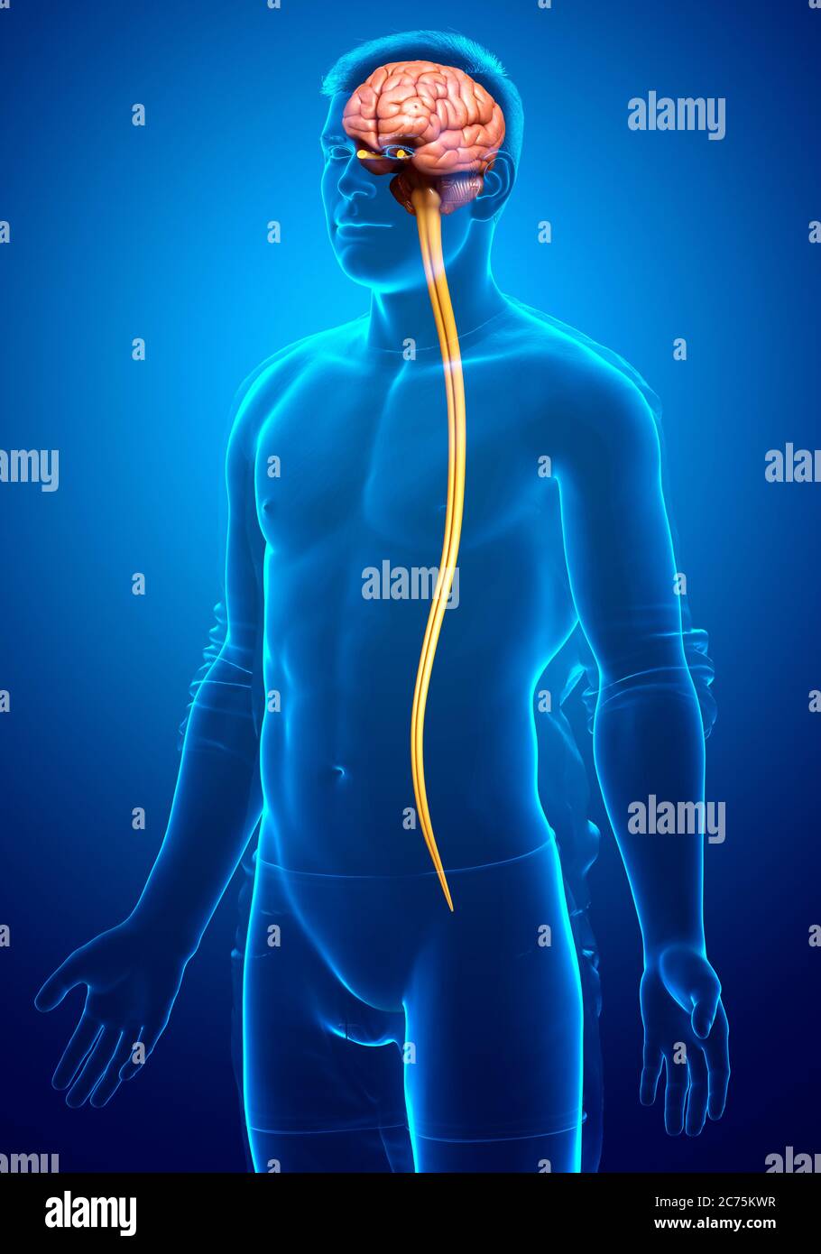 3d rendered medically accurate illustration of a male brain Stock Photo ...